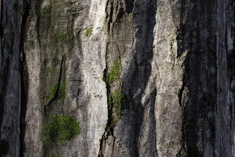 Trunk of an old large tree with gray bark with moss and cracks Stock Photos