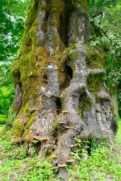 The trunk of an old large tree in the park. Stock Photos