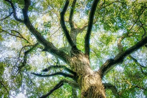 The Trunk of Old Linden Tree. Lower Angle of Linden Tree Foliage in Sunlight Stock-Fotos