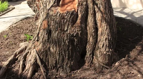The trunk of an old mulberry tree Stock Footage 49642695