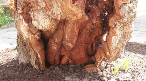 The trunk of an old mulberry tree Stock-Footage 49642716