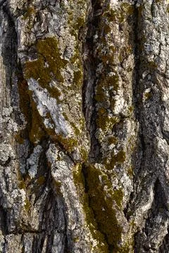 The trunk of an old oak Stock Photos