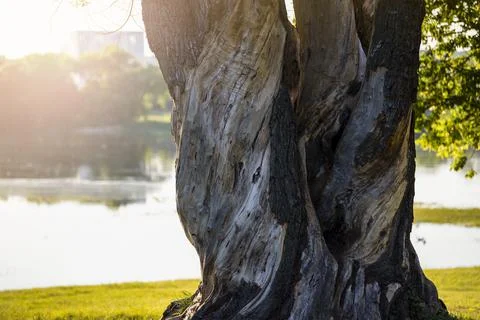 The trunk of an old oak tree. A large old tree with cracked bark. Tree trunk at Stock Photos
