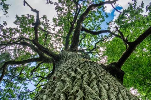 The Trunk of an Old Oak Tree. Lower Angle Foto stock