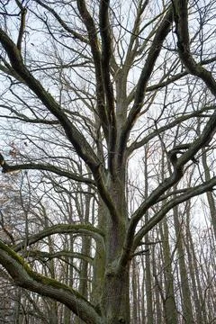 Trunk of an old oak tree without leaves in the forest. Winter season. Stock Photos