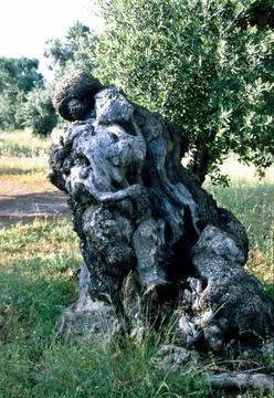 Trunk of old olive tree in the Apulia region of Italy Stock Photos