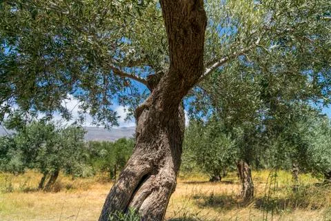 Trunk of an old olive tree with blue sky Stock Photos