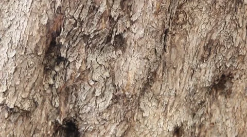 Trunk of an old olive tree Stock Footage 64061571