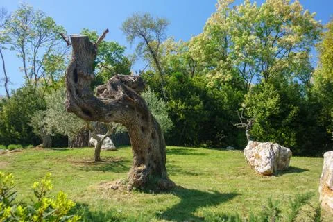 Trunk of old olive tree Stock Photos