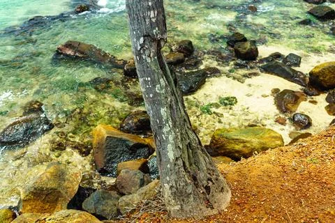 Trunk of old palm tree damaged by bark Stock Photos
