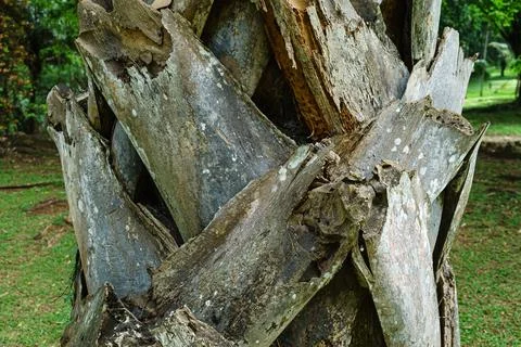 The trunk of an old palm tree with rough chopped branches Stock Photos