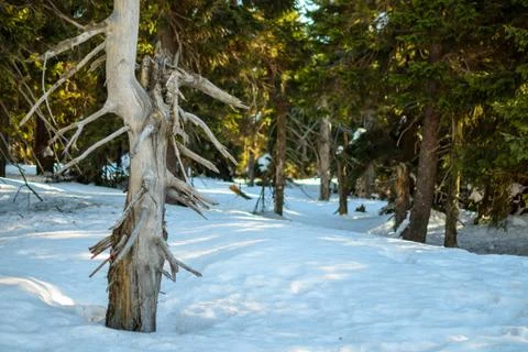 The trunk of an old pine on a background of green pines forest in winter. A l Stock Photos