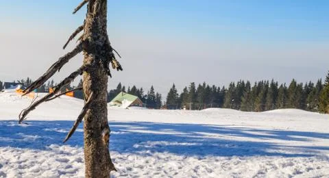 The trunk of an old pine on a background of winter ski resort, forests and sk Stock Photos