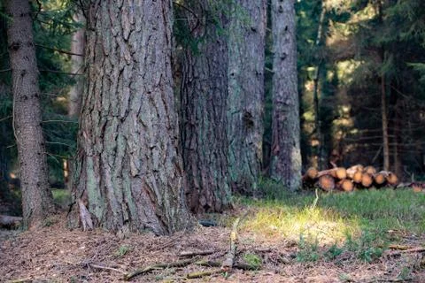 The trunk of an old pine in a forest scenery. Forest in Central Europe. Stock Photos