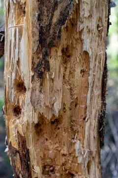The trunk of an old rotten tree with many holes made by a woodpecker Stock Photos