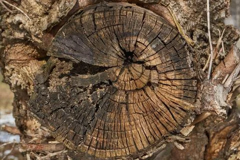 The trunk of an old rotting tree. Stock Photos