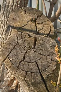 The trunk of an old rotting tree. Stock Photos
