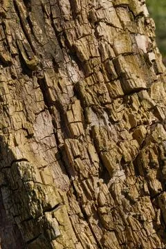 The trunk of an old rotting tree. The texture of old wood. Stock Photos