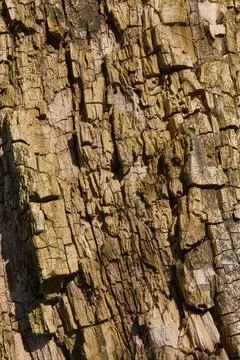 The trunk of an old rotting tree. The texture of old wood. Stock Photos