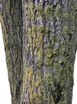 Trunk of old sick tree covered with fungus isolated on white background Stock Photos