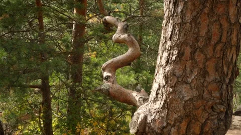 The trunk of an old spruce tree with picturesque branches in a pine forest. Stock Footage 310492456