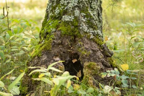 Trunk of an old thick birch tree on a sunny day Stock-Fotos