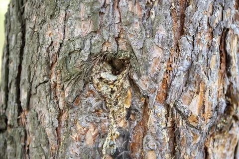 Trunk of an old thick pine tree on a sunny day Foto stock