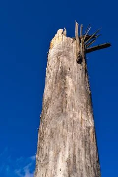 Trunk of an old tree against the background of the sky Stock Photos