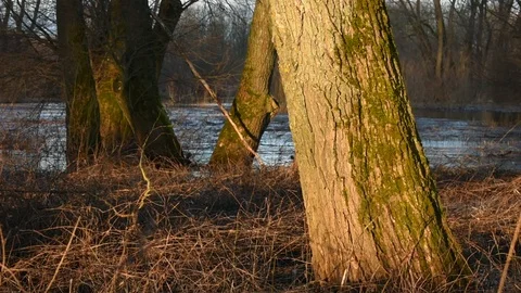Trunk of an old tree in the beautiful light of the morning sun Stock Footage 122735316