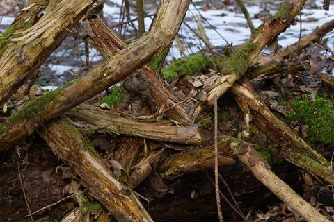 The trunk of an old tree with broken branches lies in the forest Stock Photos