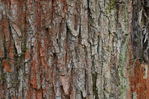Trunk of old tree with brown bark. Nature in botanical park. Background for Stock Photos