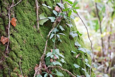 The trunk of an old tree, covered with bright green moss and entwined with ivy. Stockfoto's