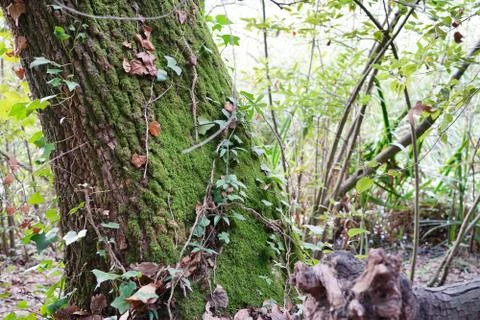The trunk of an old tree, covered with bright green moss and entwined with ivy. Stockfoto's