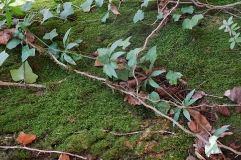 The trunk of an old tree, covered with bright green moss and entwined with ivy. Stock Photos