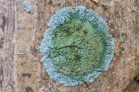 Trunk of an old tree covered with a lichen Stock Photos