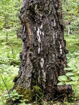 Trunk of an old tree covered with lichen and moss Stock Photos