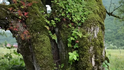 The trunk of an old tree covered with moss and entwined with ivy. Stock Footage 245334799