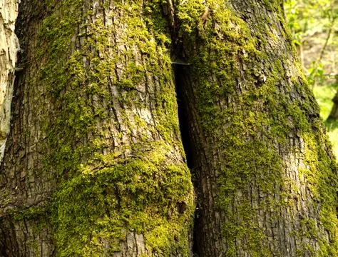 The trunk of an old tree covered with moss in a suburban forest Stock Photos