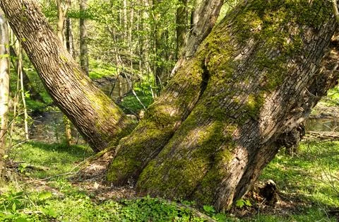 The trunk of an old tree covered with moss in a suburban forest Stock Photos
