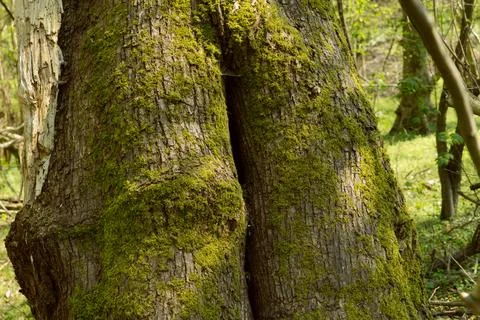 The trunk of an old tree covered with moss in a suburban forest Stock Photos