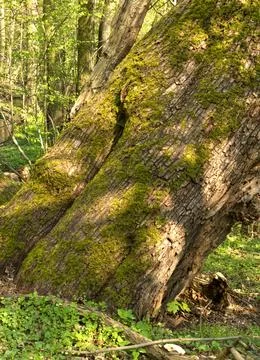 The trunk of an old tree covered with moss in a suburban forest Stock Photos