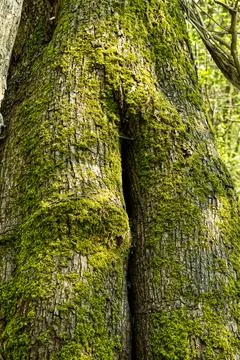 The trunk of an old tree covered with moss in a suburban forest Stock Photos