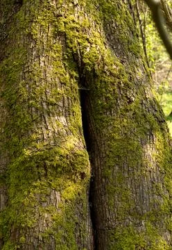 The trunk of an old tree covered with moss in a suburban forest Stock Photos