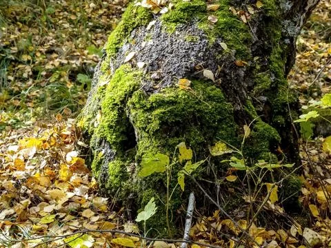 The trunk of an old tree covered with moss in autumn Stock Photos