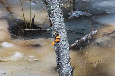 Trunk of an old tree, covered with orange mushrooms and  lichens. Stock Photos