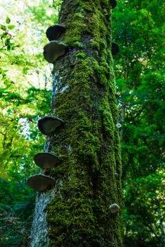 Trunk of an old tree densely covered with moss. Stock Photos