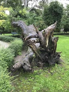 Trunk of an old tree fallen on the grass Stock Photos