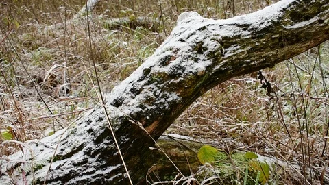 Trunk of an old tree, first snow Stock Footage 118907878