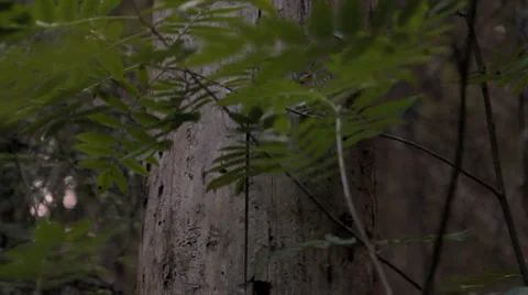 Trunk of an old tree in the forest Video stock 33732561