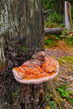 On the trunk of an old tree grows a mushroom in the forest. 스톡 사진